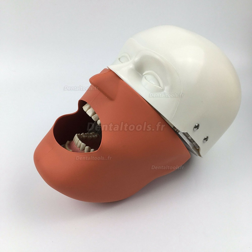 Tête fantôme dentaire tête de mannequin type de pince typodont compatible avec Nissin Kilgore